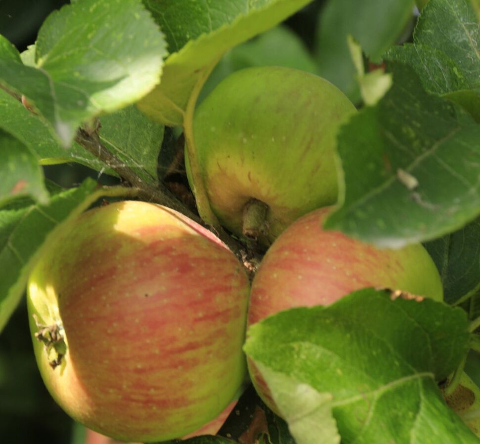 An apple a day - Jenny Tucker